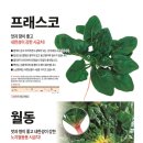 주식회사대찬 | 2025년 다농 시금치 씨앗 카달로그 -대찬시금치/프래스코시금치/월동시금치 씨앗