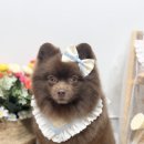 애견미용 이미지