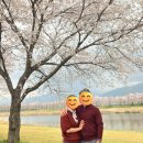 사림리 | 🌸 전남 구례 벚꽃 명소 ㅣ 서시천 벚꽃길 + 다슬기 맛집 코스