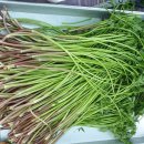 삼부자미나리 이미지