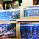 하라 | 봉포항맛집 대게하라 다녀온후기