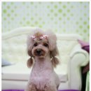 로라펫살롱 이미지