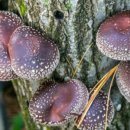 솔안농장 이미지