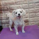 단비펫살롱 이미지