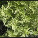 인진쑥농장 이미지