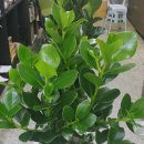 양평성모의원 이미지