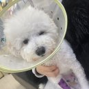 분당파크뷰동물병원 이미지