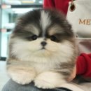 보성애견 이미지