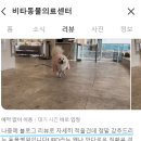 비타동물의료센터 이미지