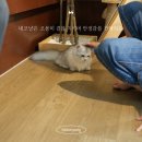 대경헤어 - 제주시 | 조용한 일상에 찾아온 다정한 친구, 울산브리티시숏헤어분양 후기
