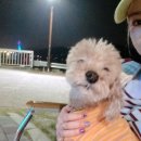 박순석동물메디컬센터 | 참 괜찮은 &#34;탑스 동물 메디컬센터&#34; 소개해드릴께욤