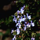 로즈마리 이미지