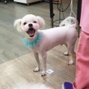 아지케어 이미지