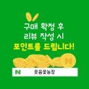 종경농장 | 왜성종 붉은잎 바나나 엔세테
