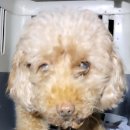 효성동물병원 이미지