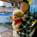 용인 기흥 활주로수산 가격 (킹크랩 구매후기, 대게, 대방어, 회포장, 애견동반)