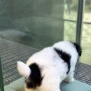 제주 애견 아가야 이미지