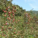 잭과 사과나무 이미지