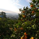 이슬농장 이미지