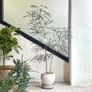 번영가든 | 광주 거실화분 공기정화 인테리어식물 아랄리아 피스풀가든