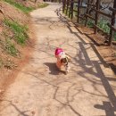 엣지있개 이미지