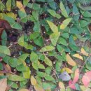 카유카 분꽃나무 이미지