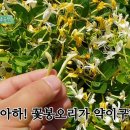 대상포진에 효과가 좋은 금은화의 효능 조회수 7.7만회 4년 전 이미지