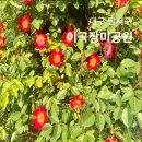 구립푸르름 | 대구 이곡장미공원 실시간 개화현황 축제