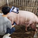 돼진이네 이미지
