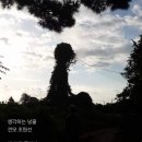 넝쿨 이미지