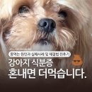 차 고치는 집 J&J | 강아지 식분증 원인과 고치는 법, 4년째 먹는 집 현실 해결 후기
