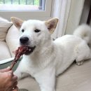 댕쓰마켓 네이버블로그