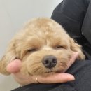 The 사랑할개(더사랑할개) 이미지