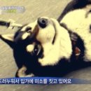 로데오 이미지