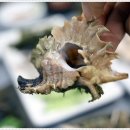 거제도횟집 이미지