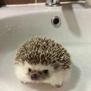 고슴도치한의원 이미지