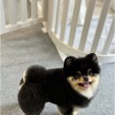 하이 꼬야 이미지
