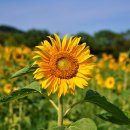 단원구청 Daum카페