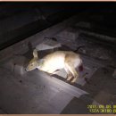 7호선수락산하선