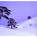 유별 이미지