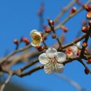 임학주유소 이미지