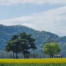 창녕 낙동강 유채축제 이미지