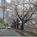 온천천 일대 이미지