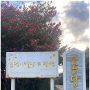 꽃별당 | 제주독채 펜션 추천 구좌읍 순덕이별당에서 보낸 1월의 꿈같은 하룻밤