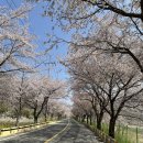 씨유 영천마을점(CU) | [후기] [로드] [TRC] 벚꽃 라이딩 영천댐 투 @영천댐 (26년4월11일 토요일)