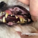 스마트동물병원 군자점 이미지