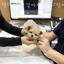 캣츠앤독스 강아지분양 고양이분양 수원점 이미지