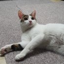세계 고양이의 날🐈다음날을 맞이하며 올리는💗국립중앙과학관에서 열린 냥냥이학술대회에 다녀온 후기🐈‍⬛