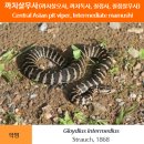 까치살무사(칠점사) vs 고양이 이미지