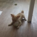 대전애견경매장 이미지